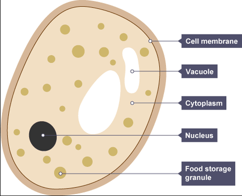 Diagram of unicellular fungi