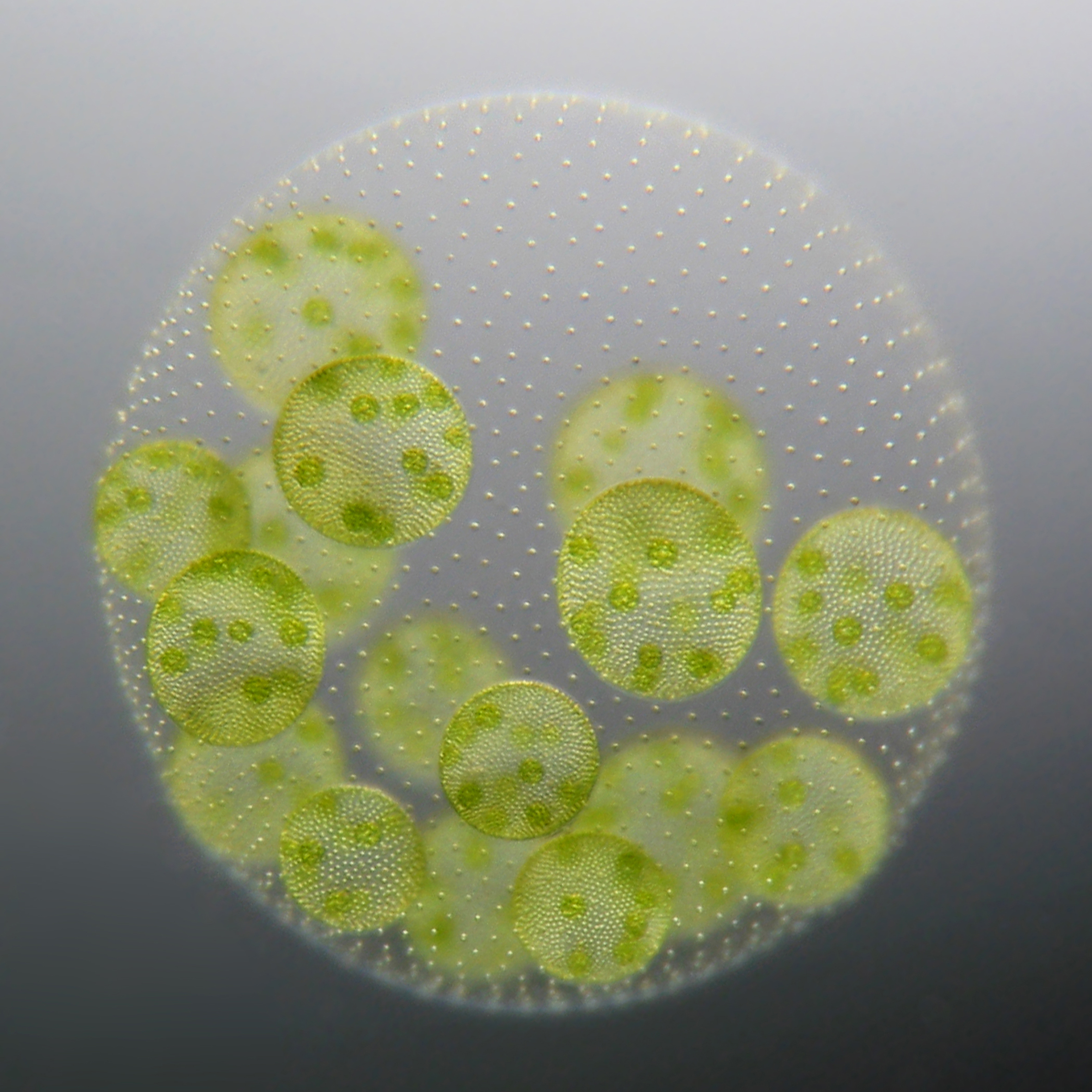 Image of unicellular algae under a microscope