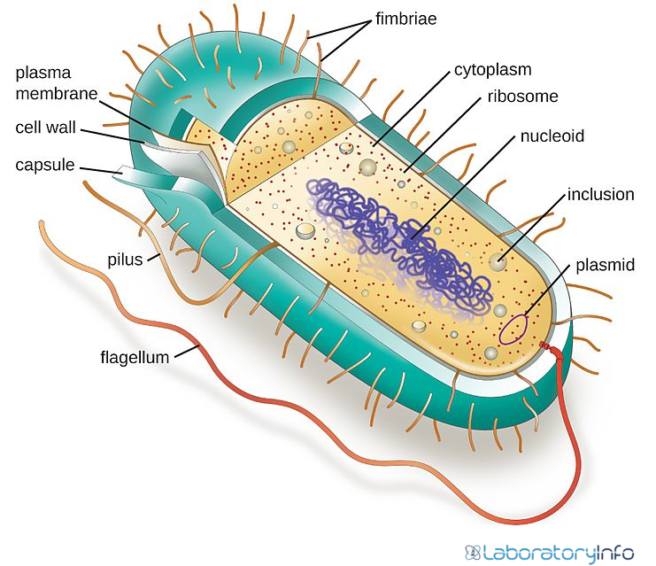 diagram of archaea