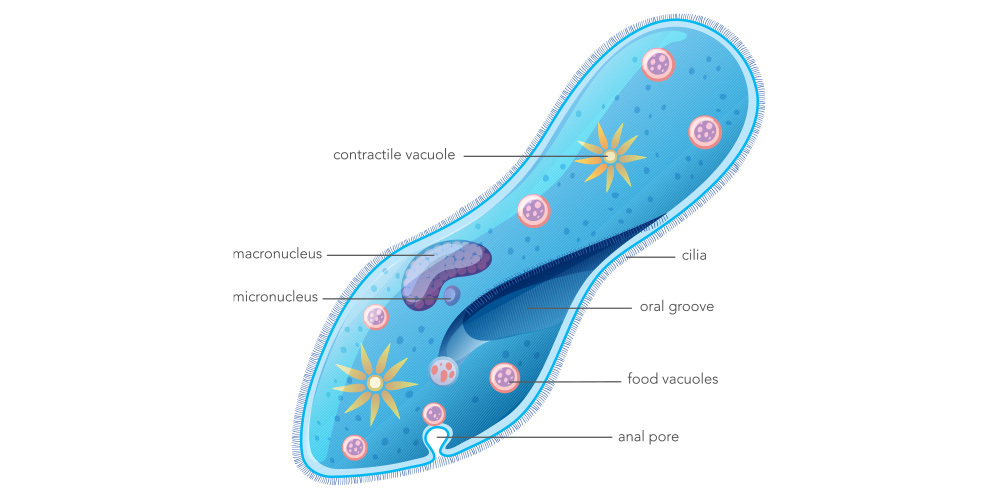 diagram of Protozoa