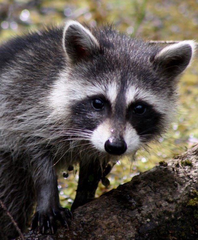 raccoon